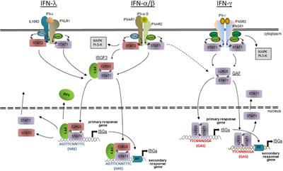 IFNs in host defence and parasite immune evasion during Toxoplasma gondii infections